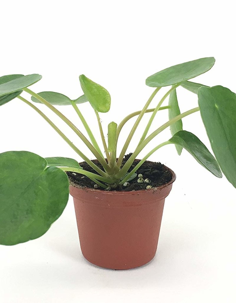 PILEA PEPEROMIOIDES
