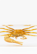 Animaux Spéciaux PAPERWEIGHT - Crab