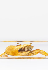 Animaux Spéciaux PAPERWEIGHT - Crab