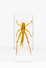 Animaux Spéciaux PAPERWEIGHT - Grasshopper