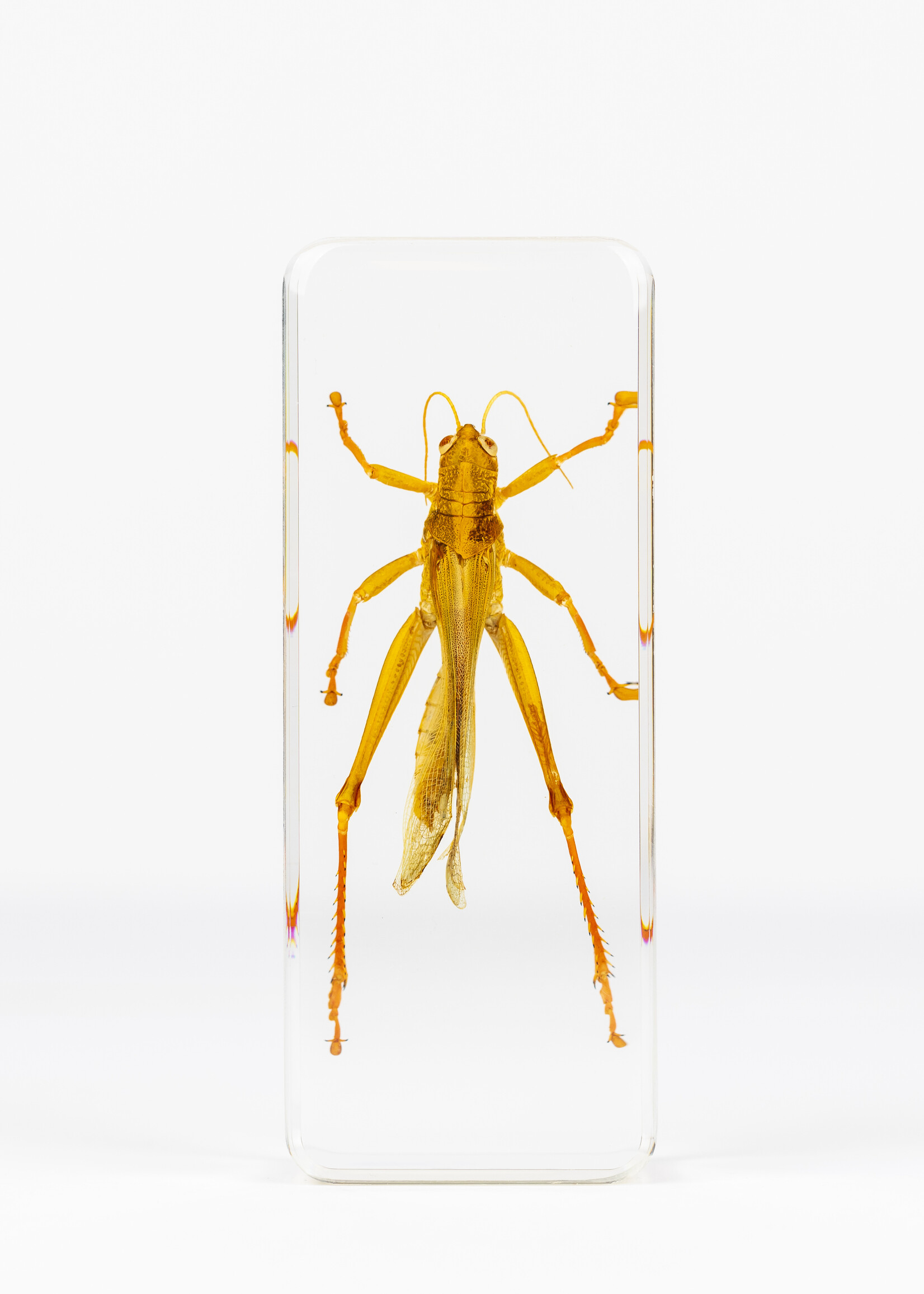 Animaux Spéciaux PRESSE-PAPIER - Sauterelle