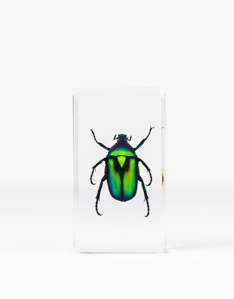 Animaux Spéciaux PAPERWEIGHT - Green Beetle