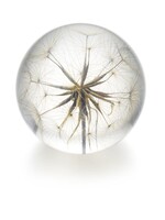 Hafod Grange PAPERWEIGHT - Goatsbeard