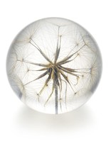 Hafod Grange PAPERWEIGHT - Goatsbeard