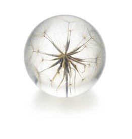 Hafod Grange PAPERWEIGHT - Goatsbeard