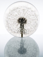 Hafod Grange PAPERWEIGHT - Dandelion (xl)