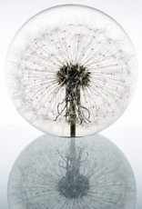 Hafod Grange PRESSE-PAPIER - Paardenbloem (xl)