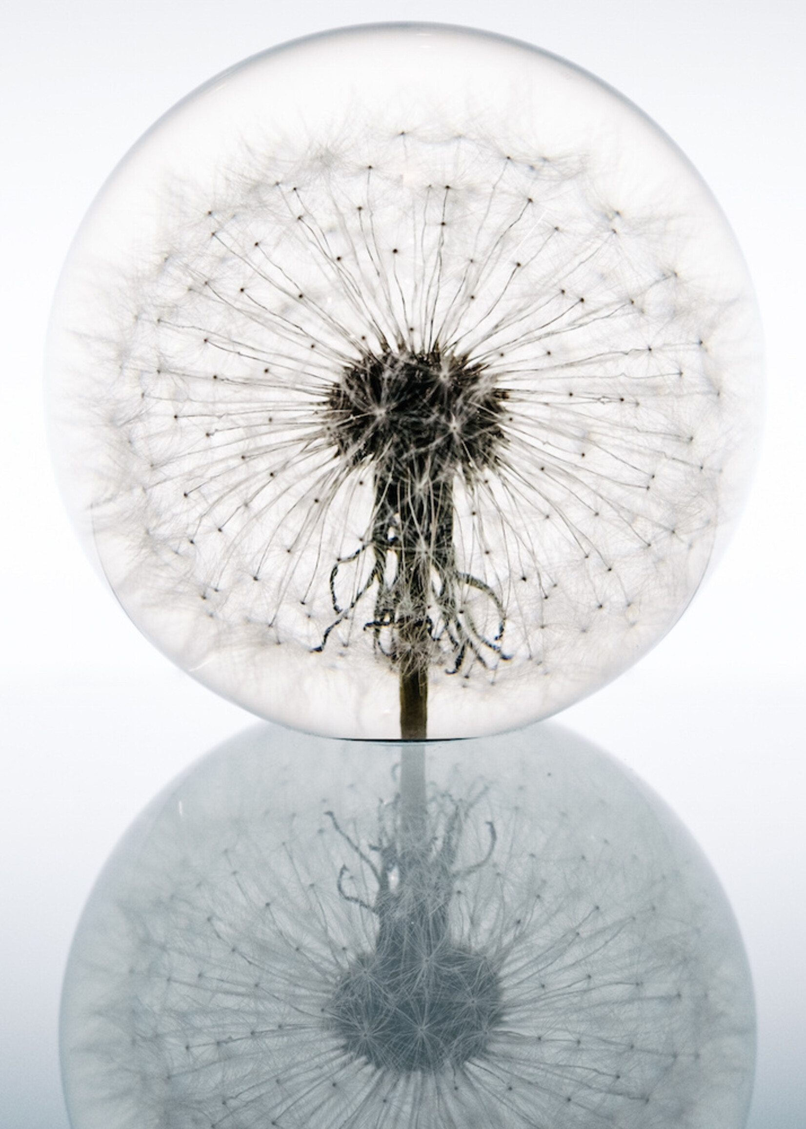 Hafod Grange PAPERWEIGHT - Dandelion (xl)
