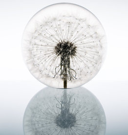 Hafod Grange PAPERWEIGHT - Dandelion (xl)