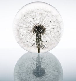 PAPERWEIGHT - Dandelion (xl)