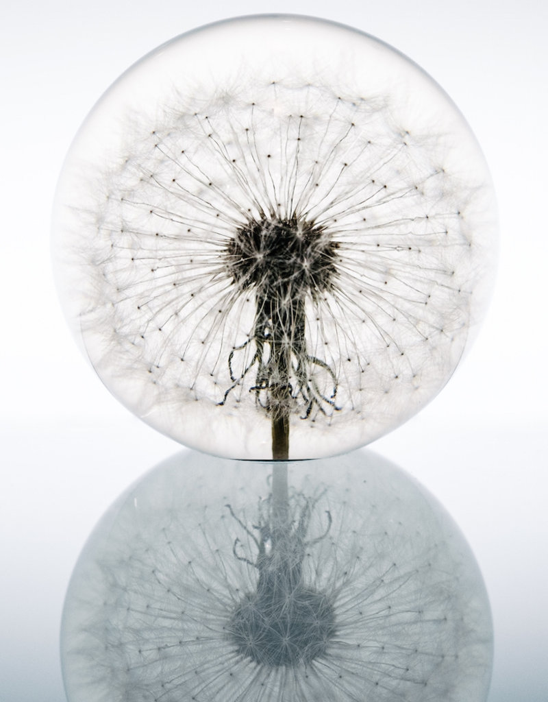 Hafod Grange PRESSE-PAPIER - Paardenbloem (xl)