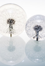 Hafod Grange PRESSE-PAPIER - Pissenlit (xl)