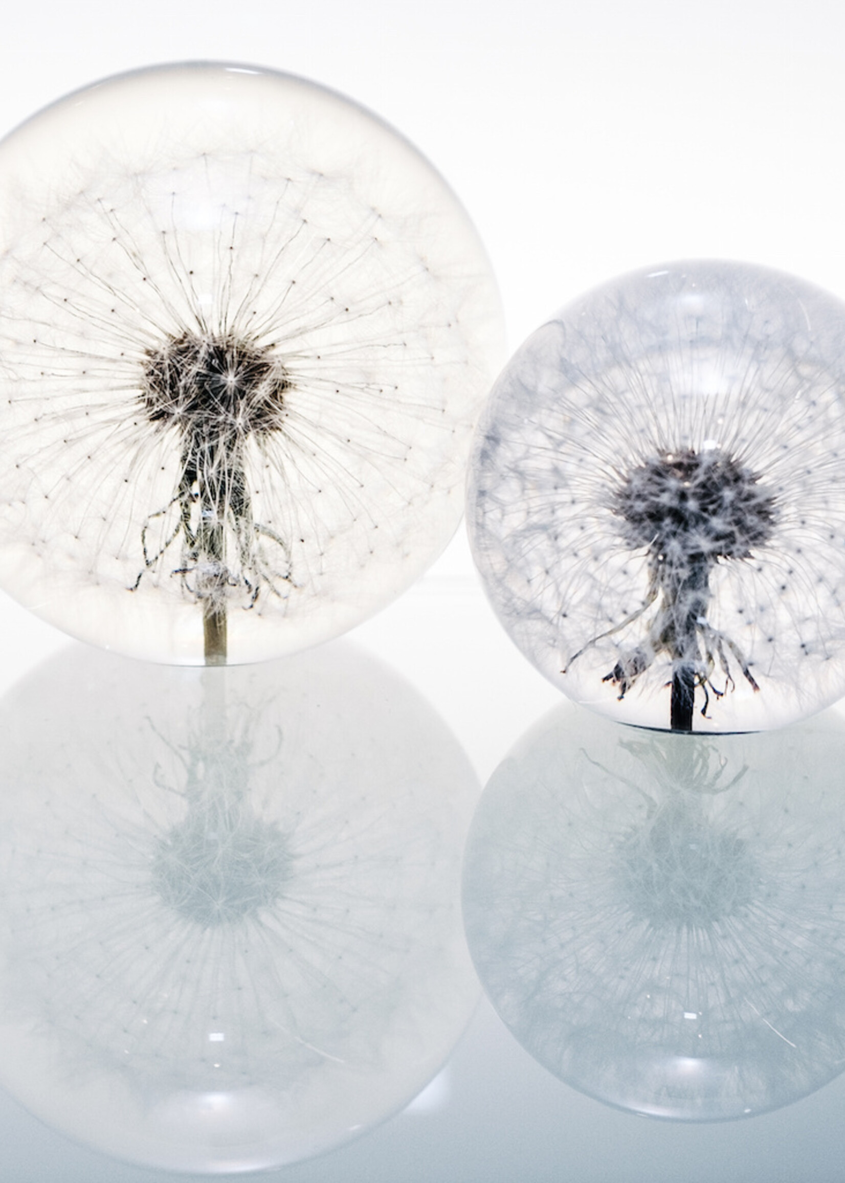 Hafod Grange PAPERWEIGHT - Dandelion (xl)