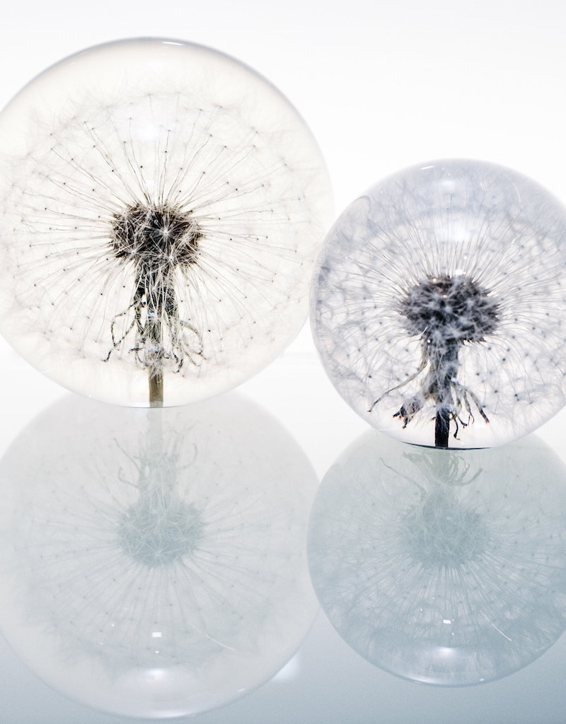 Hafod Grange PAPERWEIGHT - Dandelion (xl)