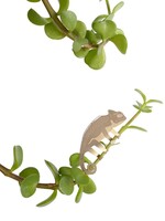CINTRE DORE PLANTE - Caméléon