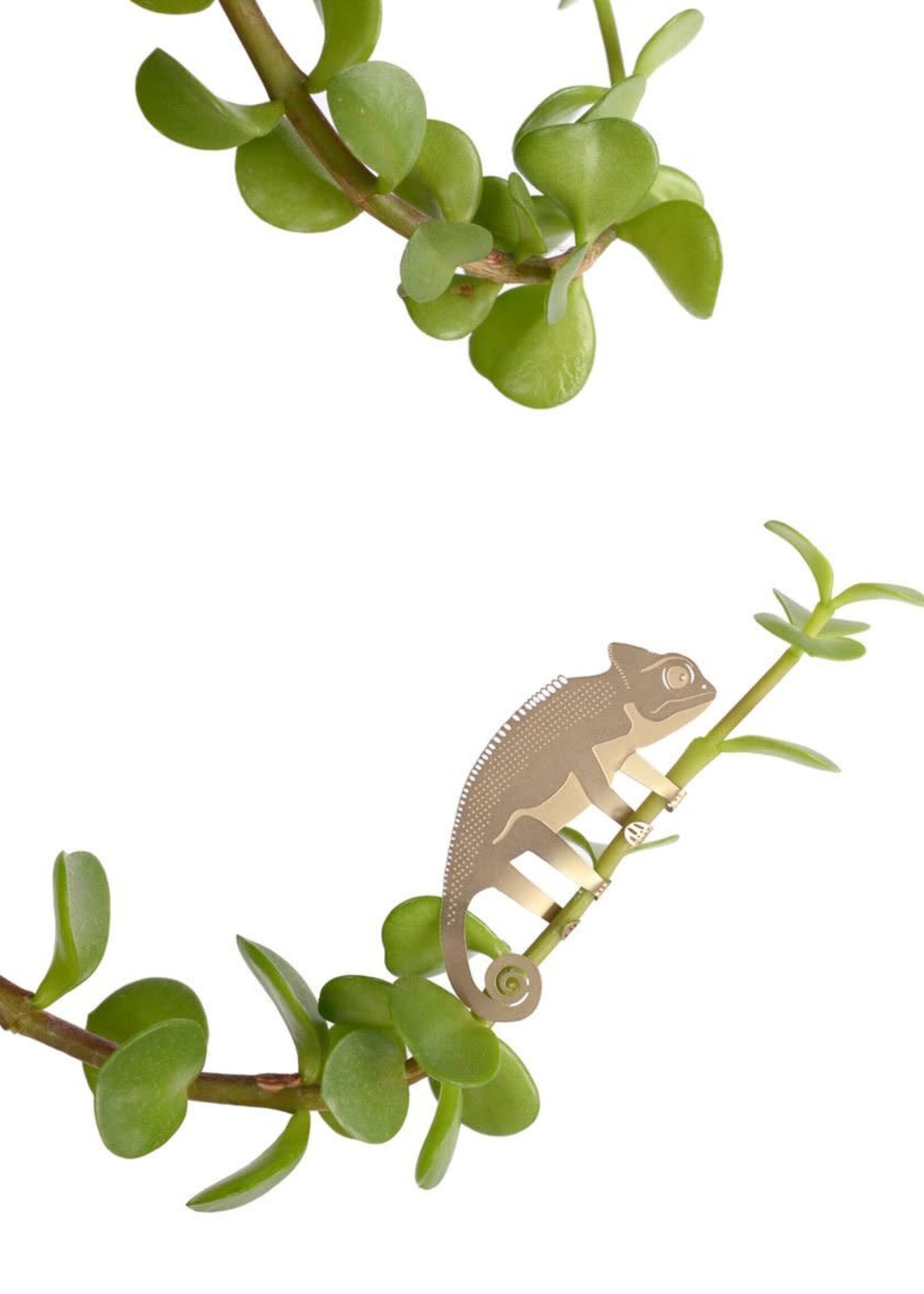 GOLDEN PLANT HANGER - Chameleon