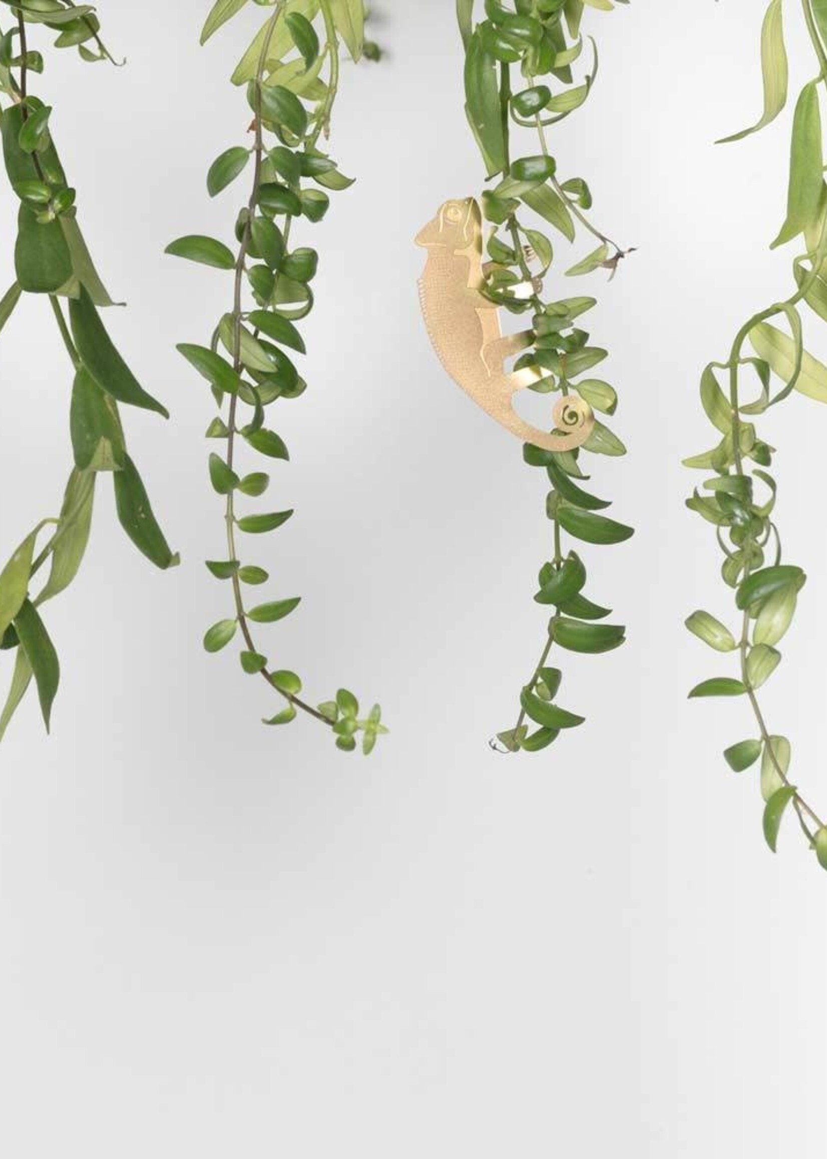 CINTRE DORE PLANTE - Caméléon