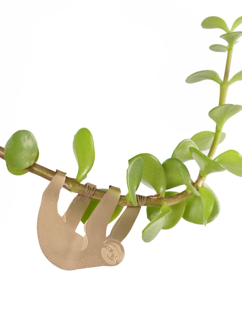 CINTRE DORE PLANTE - Paresseux