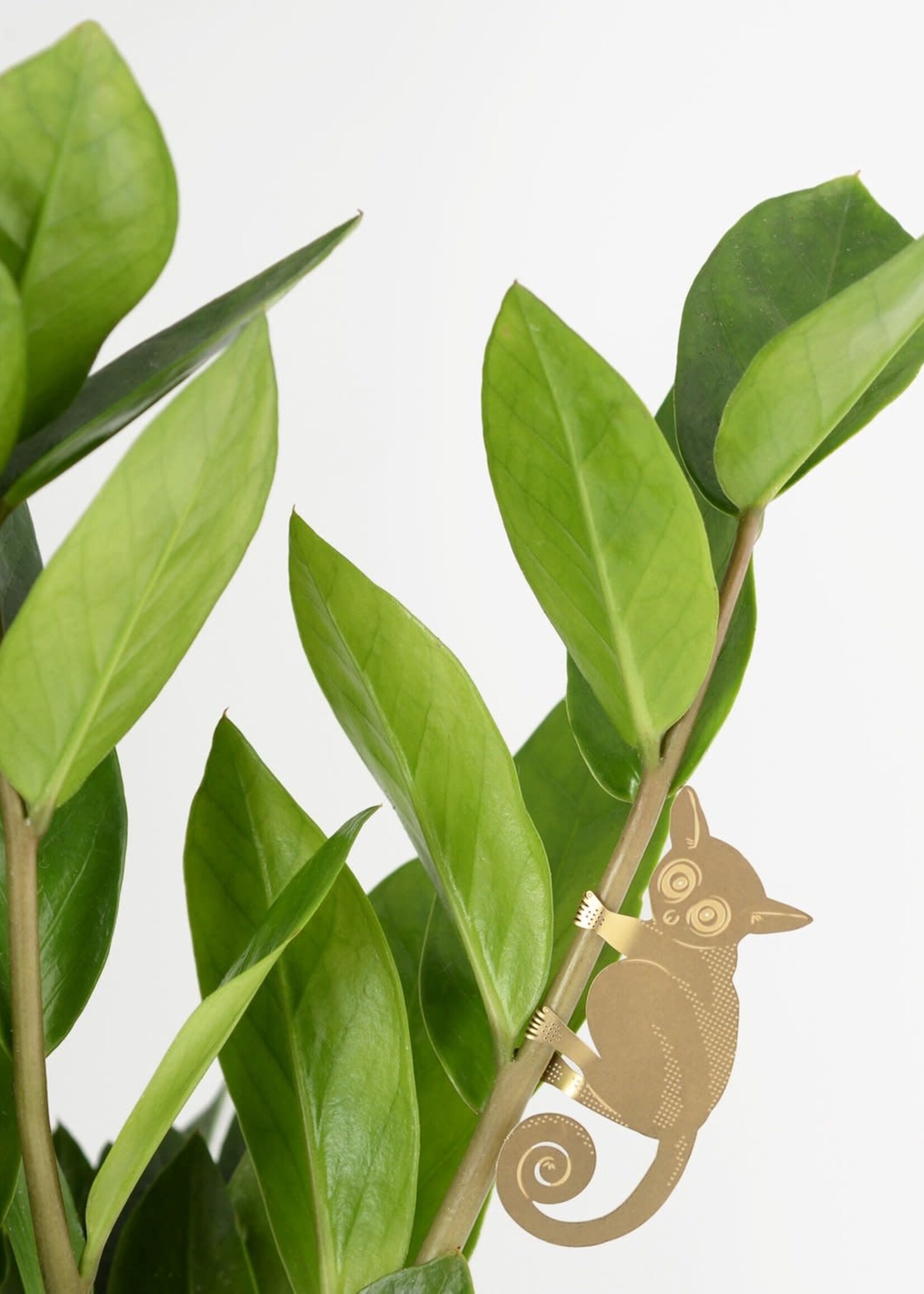 GOLDEN PLANT HANGER - Bush Baby