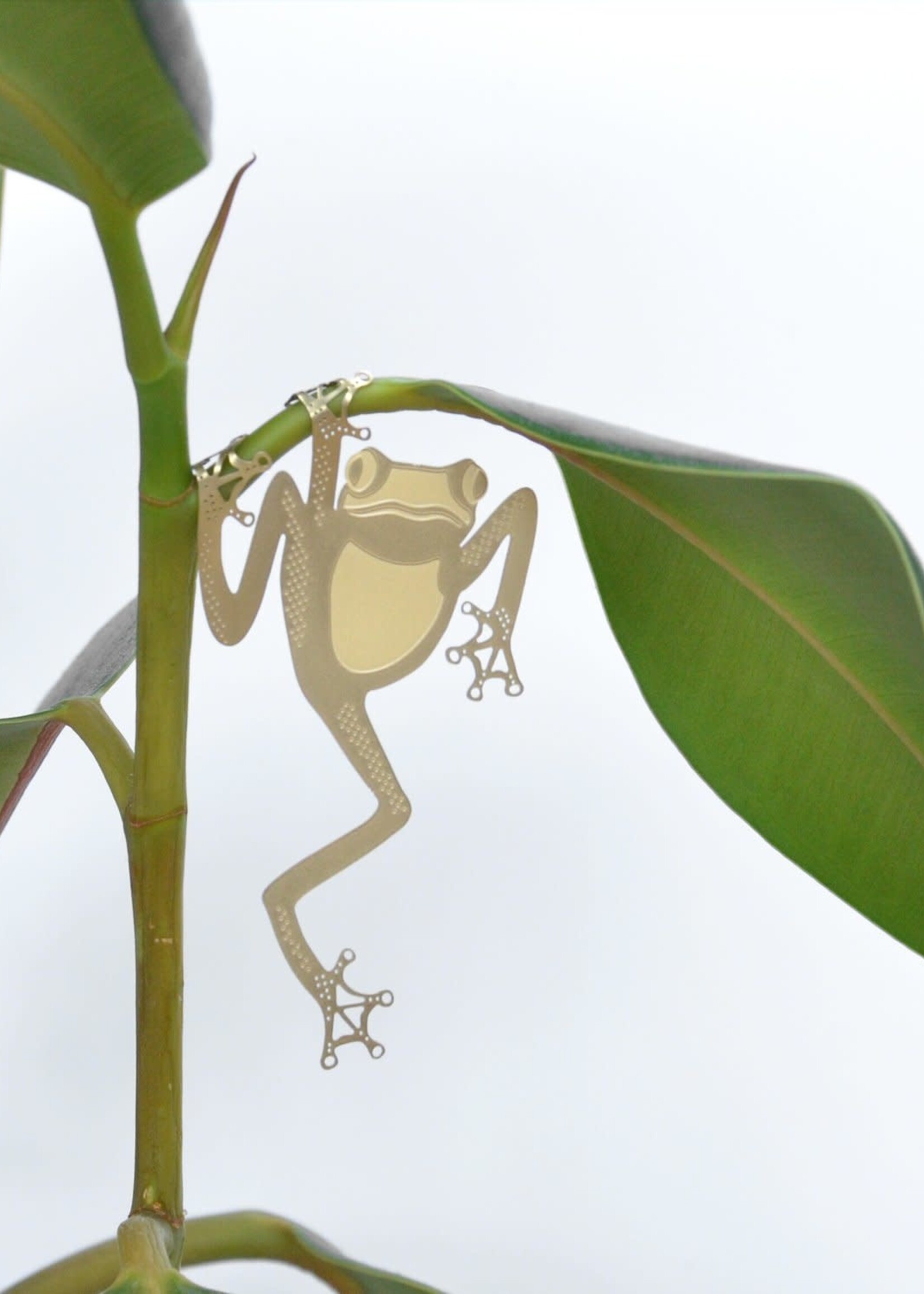 CINTRE DORE PLANTE - Grenouille Arboricole