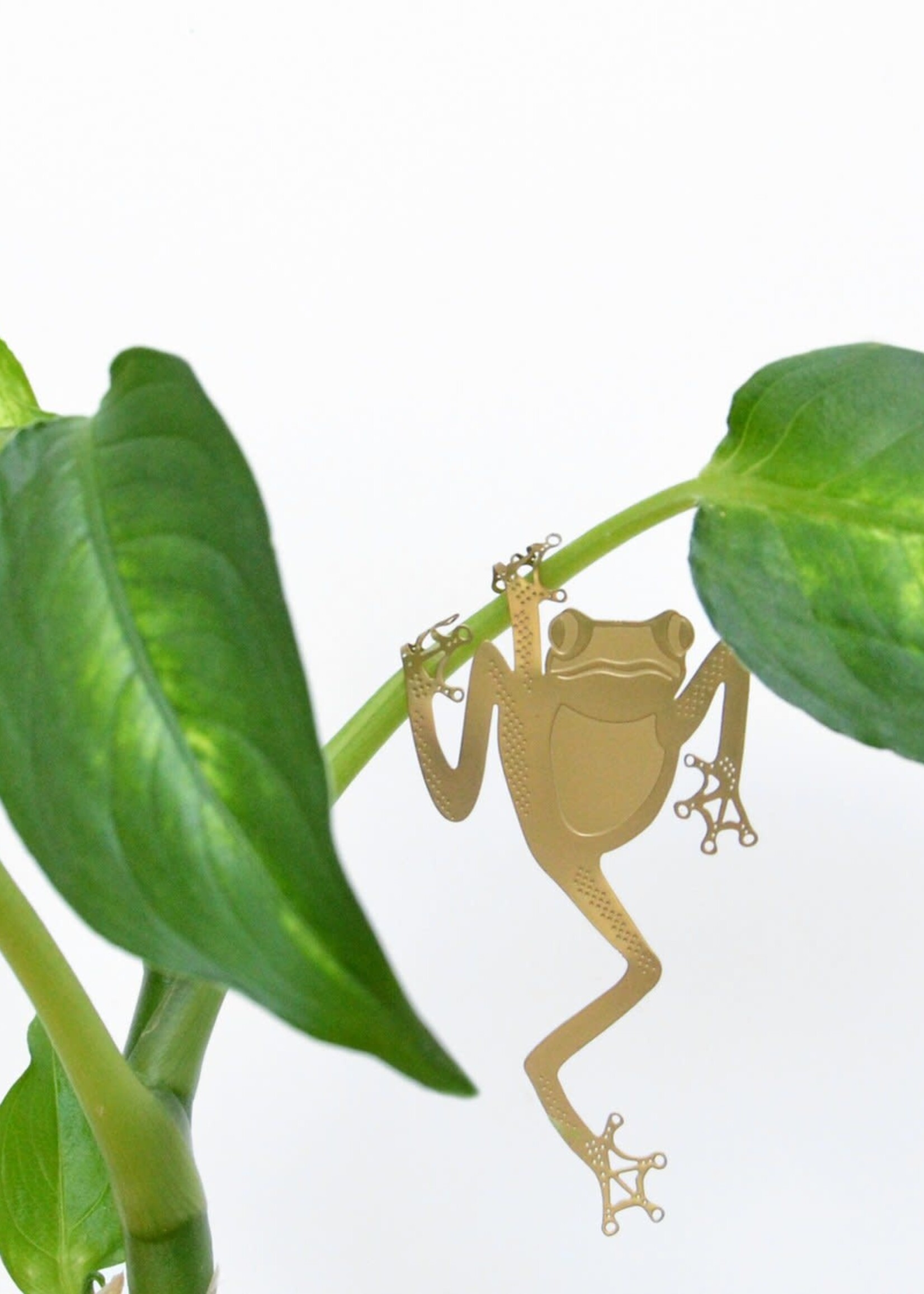 CINTRE DORE PLANTE - Grenouille Arboricole