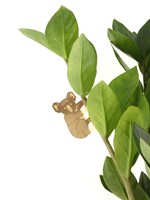GOLDEN PLANT HANGER - Koala