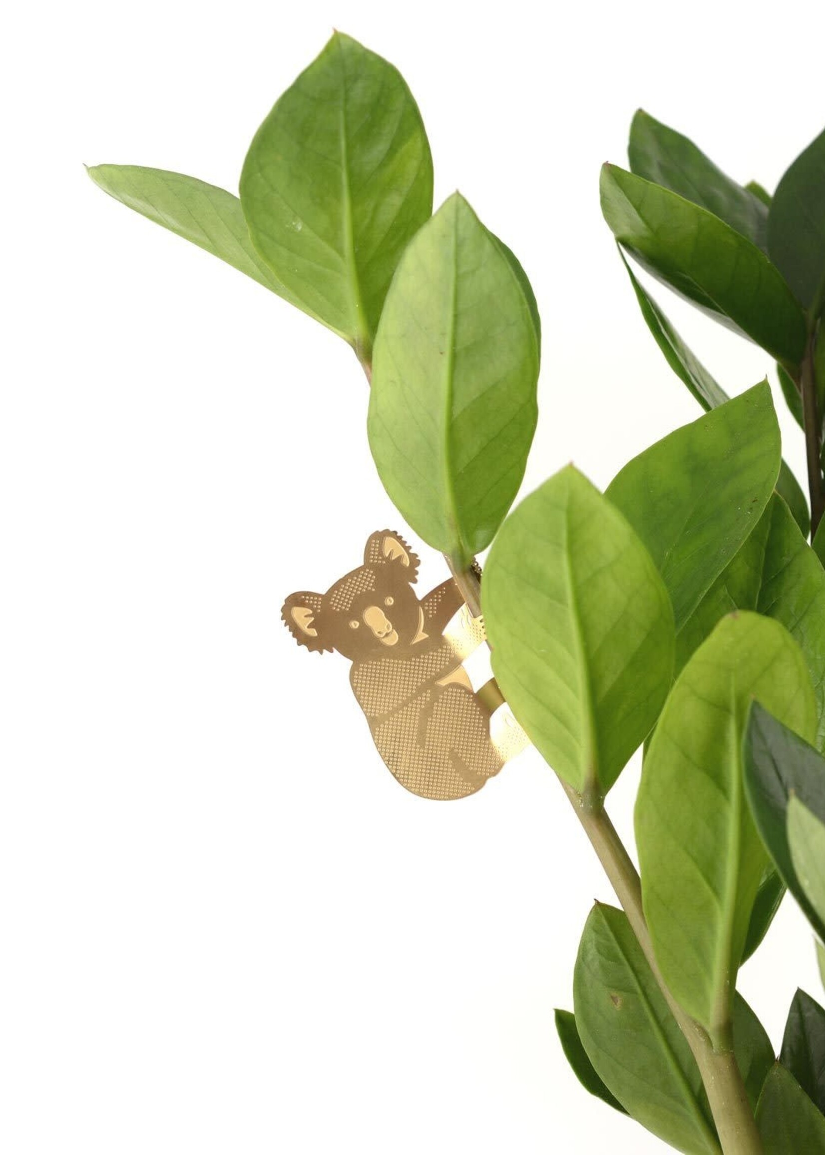 CINTRE DORE PLANTE - Koala