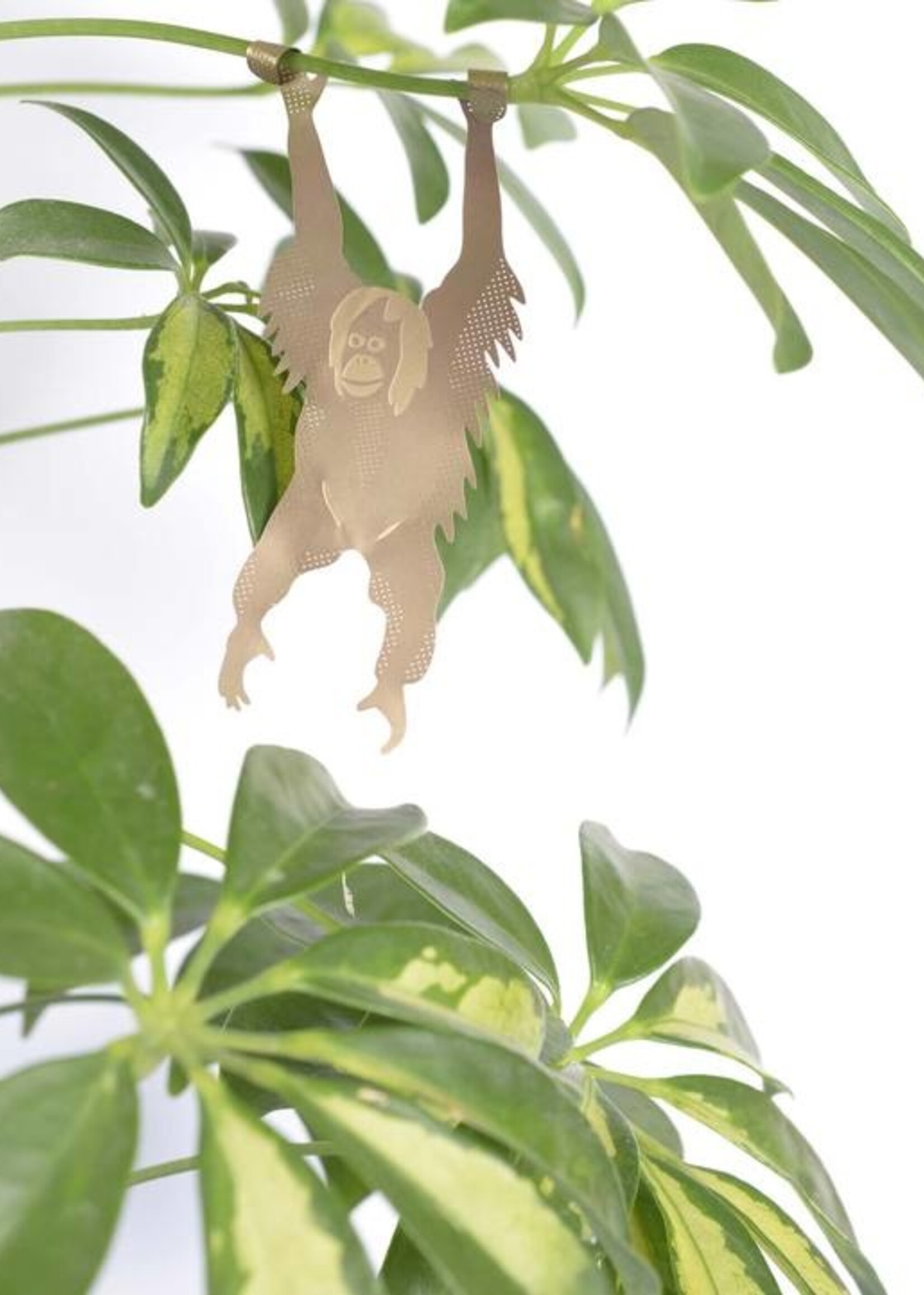 CINTRE DORE PLANTE - Orang-Outan