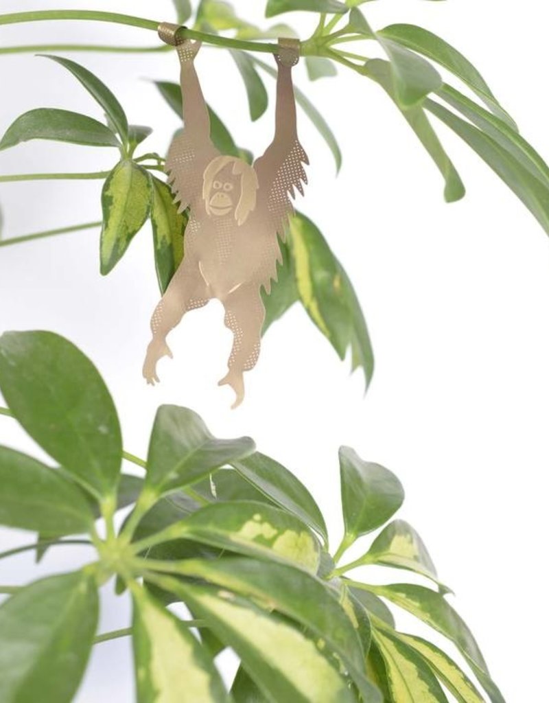 CINTRE DORE PLANTE - Orang-Outan