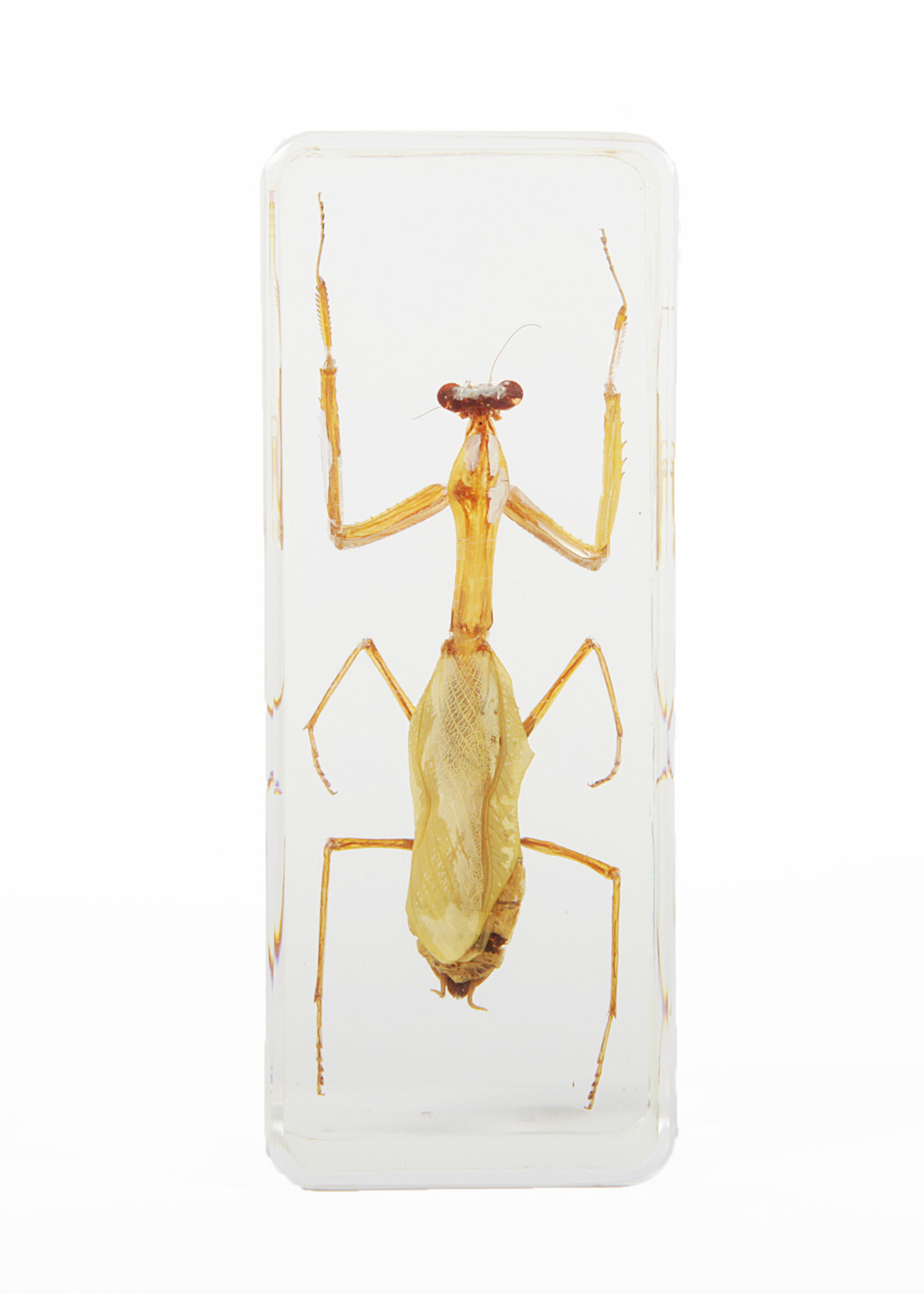 Animaux Spéciaux PAPERWEIGHT - Praying Mantis