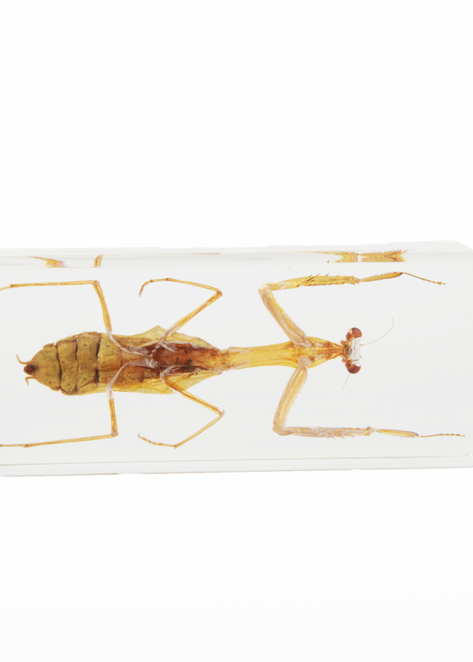 Animaux Spéciaux PAPERWEIGHT - Praying Mantis