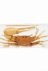 Animaux Spéciaux PAPERWEIGHT - Crab