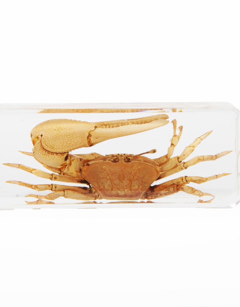 Animaux Spéciaux PAPERWEIGHT - Crab