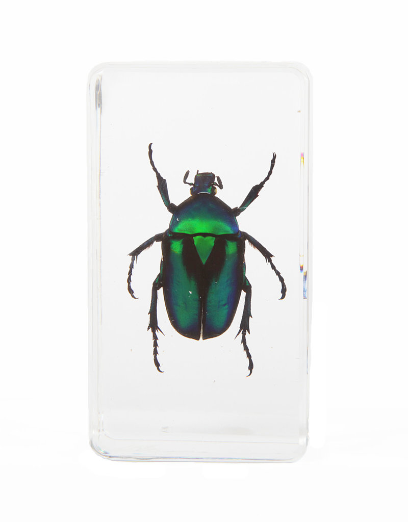 Animaux Spéciaux PAPERWEIGHT - Green Beetle