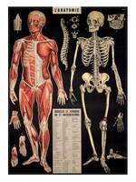 AFFICHE VINTAGE - l'Anatomie (50x70cm)