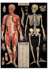 AFFICHE VINTAGE - l'Anatomie (50x70cm)