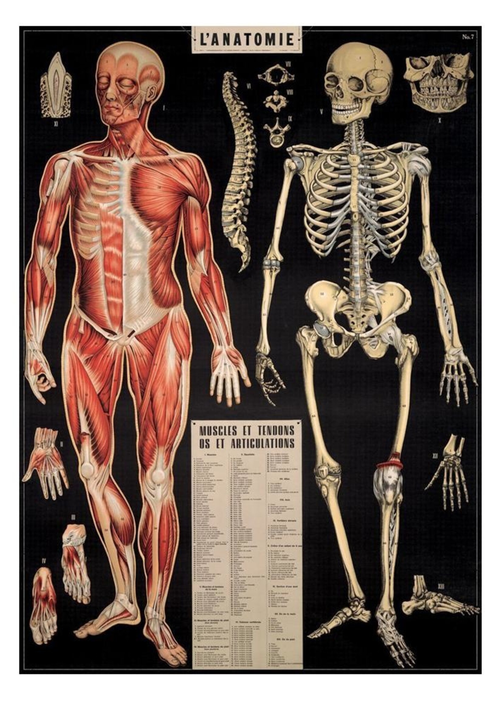 VINTAGE POSTER - l'Anatomie (50x70cm)