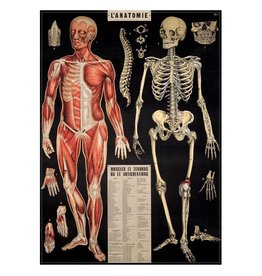 VINTAGE POSTER - l'Anatomie (50x70cm)