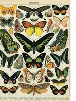 VINTAGE POSTER - Vlinders (50x70cm)