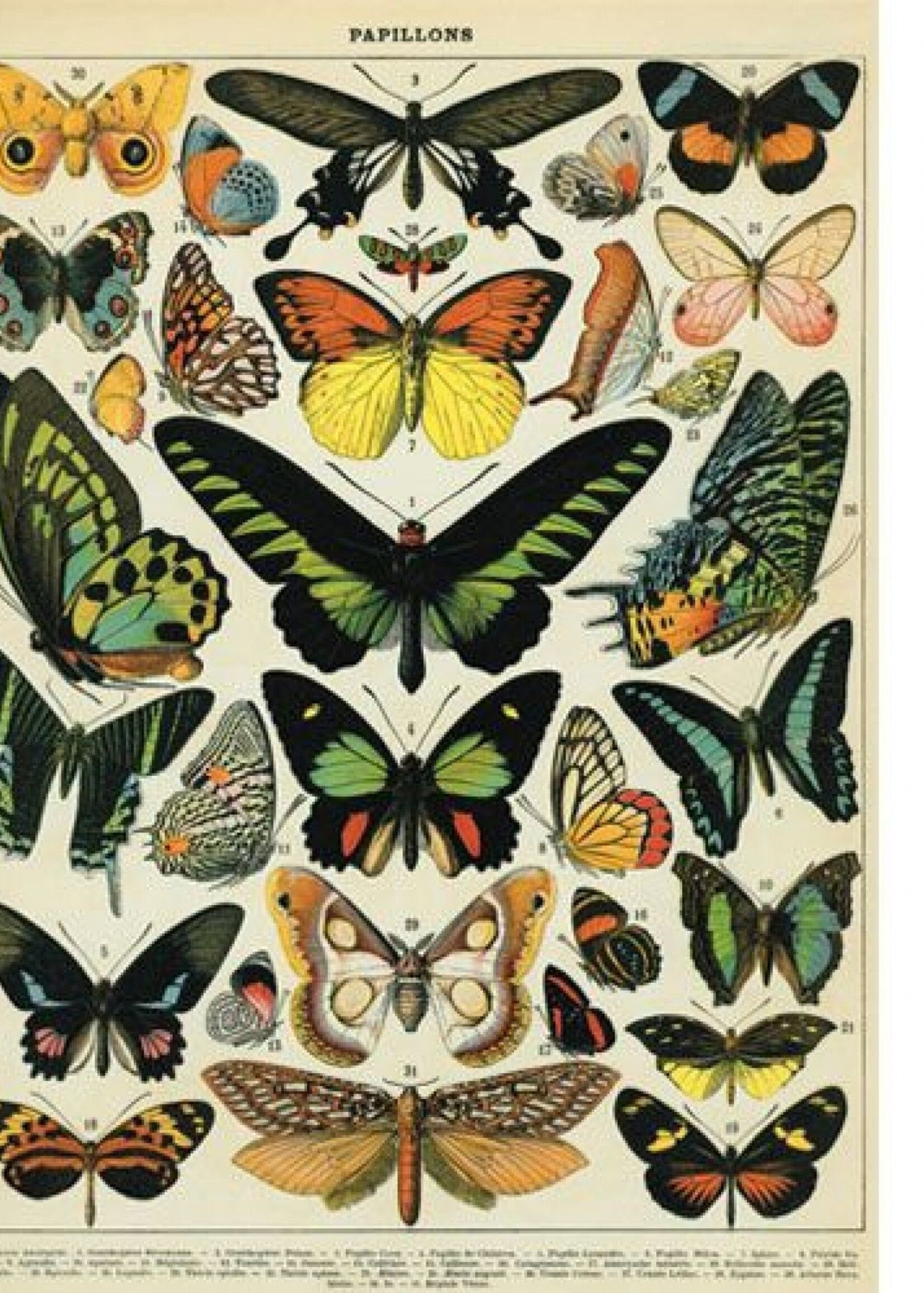 VINTAGE POSTER - Vlinders (50x70cm)