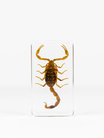 Animaux Spéciaux PAPERWEIGHT - Scorpion (m)