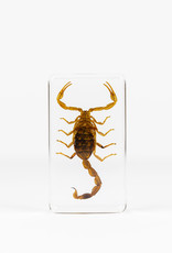 Animaux Spéciaux PAPERWEIGHT - Scorpion (m)