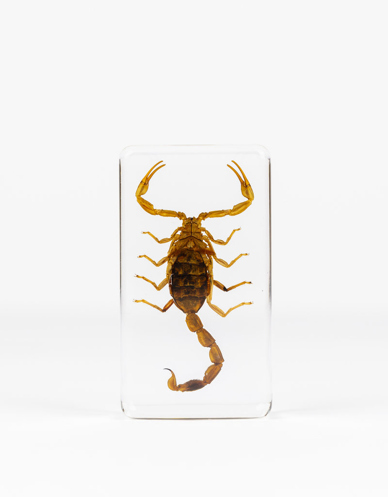 Animaux Spéciaux PRESSE-PAPIER - Scorpion (m)