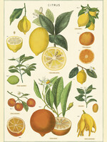 VINTAGE POSTER - Citrus (50x70cm)