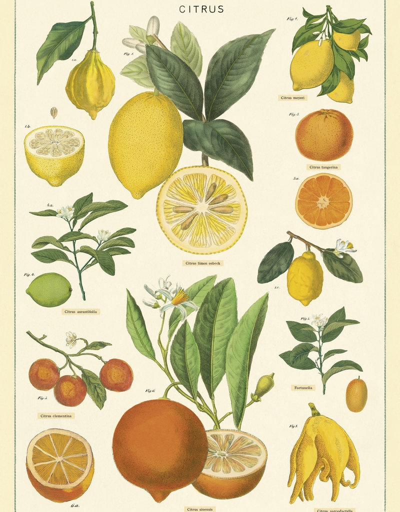 VINTAGE POSTER - Citrus (50x70cm)