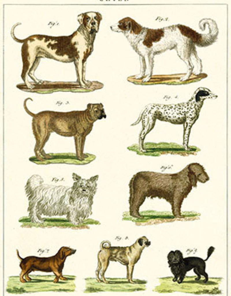 Carte De Voeux Vintage Races De Chiens Animaux Speciaux Carte De Voeux Vintage Races De Chiens Animaux Speciaux