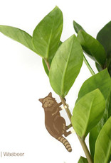 CINTRE DORE PLANTE - Raton Laveur