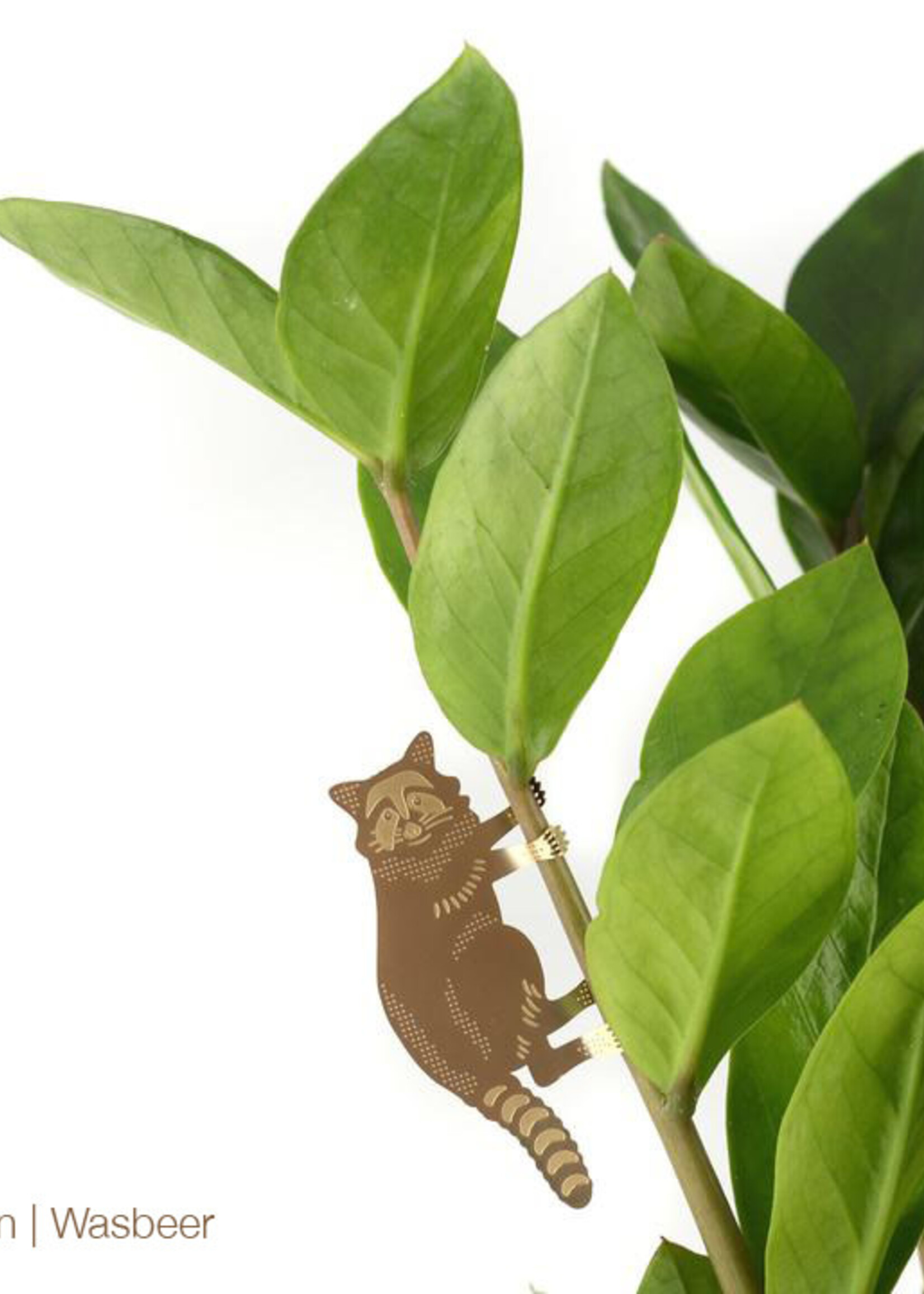 CINTRE DORE PLANTE - Raton Laveur