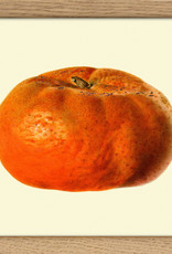 Copy of Eiken kader met opengesneden mandarijn (15x15cm)