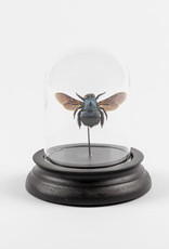 Animaux Spéciaux PETITE CLOCHE EN VERRE - Abeille Bleu